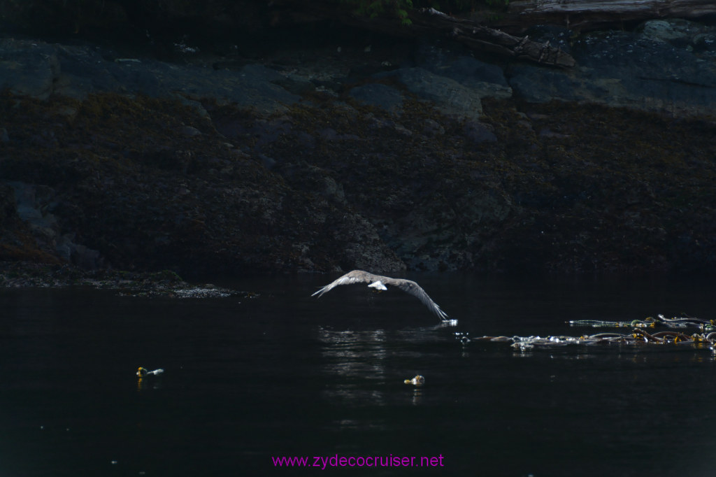 193: Carnival Miracle Alaska Cruise, Ketchikan, Bering Sea Crab Fisherman's Tour, 