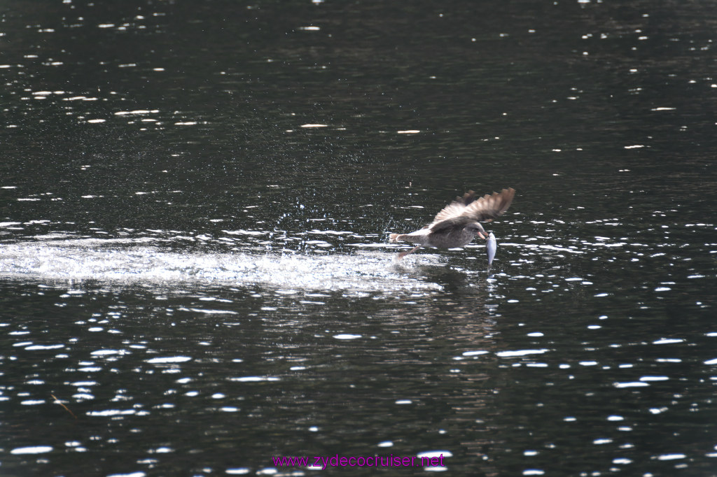 197: Carnival Miracle Alaska Cruise, Ketchikan, Bering Sea Crab Fisherman's Tour, 