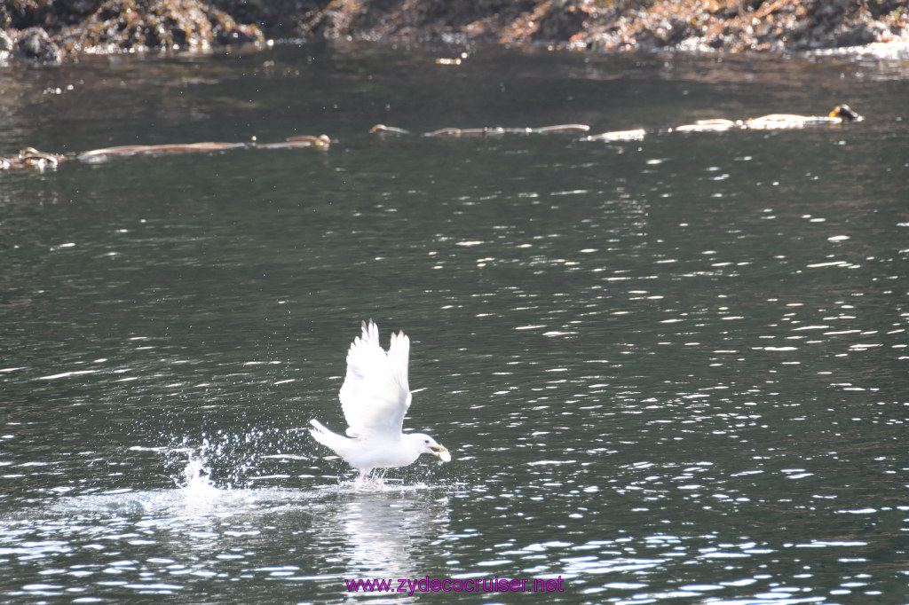 199: Carnival Miracle Alaska Cruise, Ketchikan, Bering Sea Crab Fisherman's Tour, 