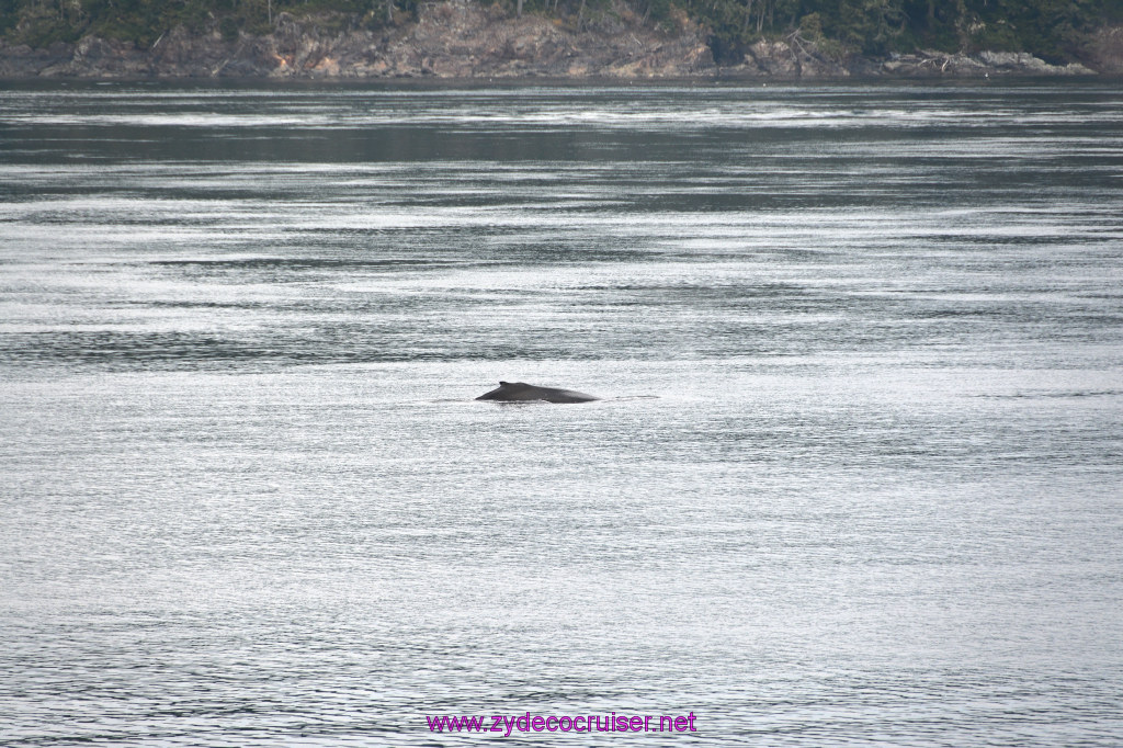 047: Carnival Miracle Alaska Cruise, Sea Day 2, Humpback Whale, 