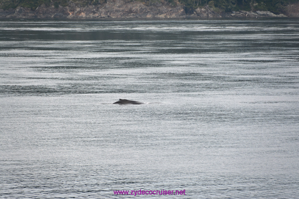 048: Carnival Miracle Alaska Cruise, Sea Day 2, Humpback Whale, 