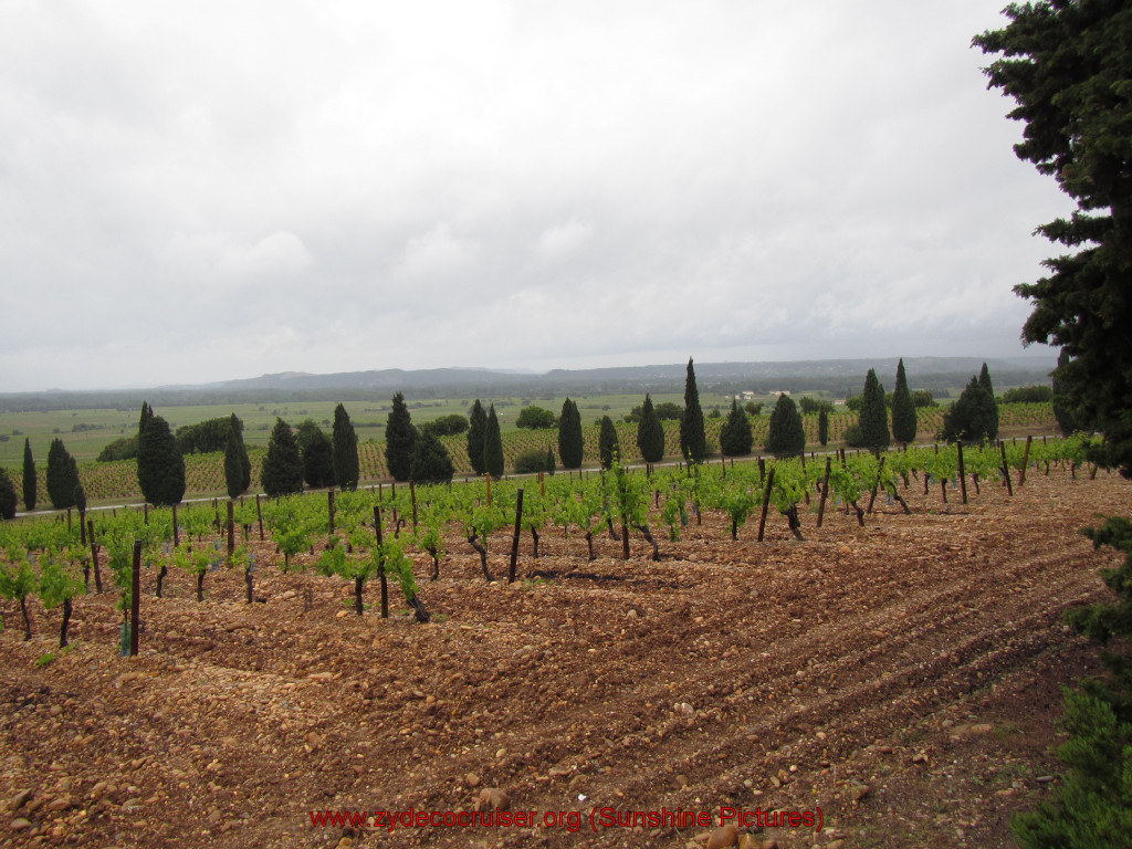 106: Carnival Sunshine Cruise, Marseilles, Châteauneuf Du Pape & Avignon Tour, Chateauneuf du Pape Vineyards, 