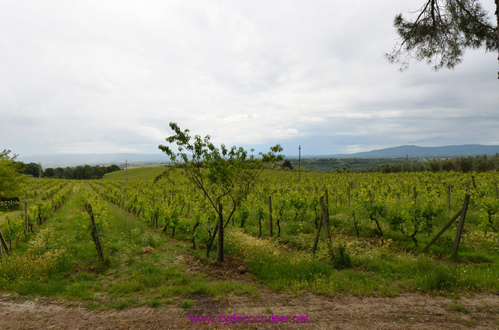 275: Carnival Sunshine Cruise, Livorno, Fattoria il Plano San Gimignano, Carlesi Zucconi Family Winery, 