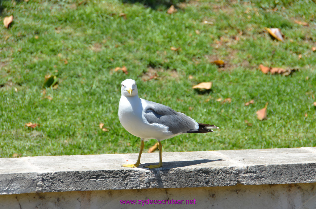 314: Carnival Sunshine Cruise, Mallorca, What are you looking at?