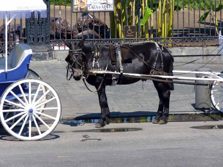 030: Carnival Triumph, New Orleans, Post-Cruise, a (French) Quarter Horse