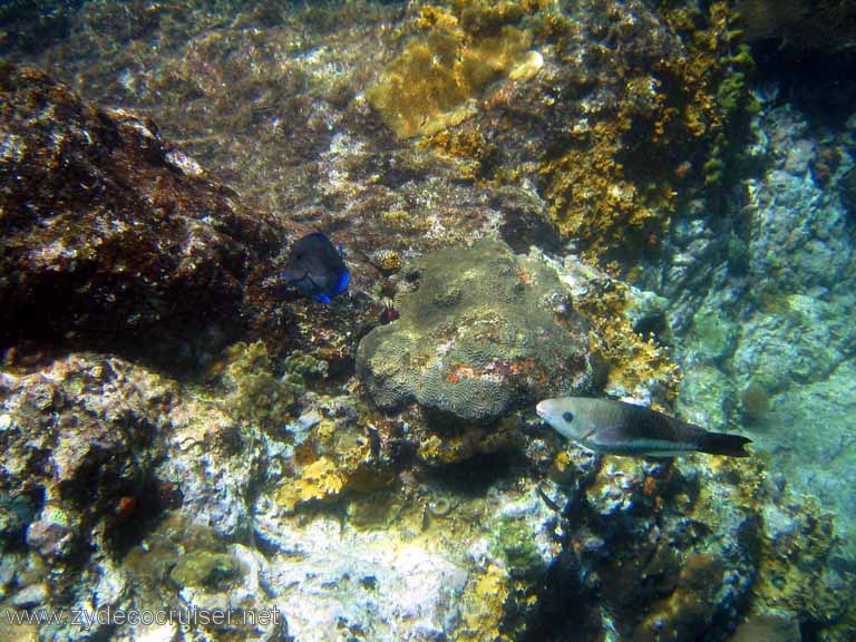 144: Sailing Yacht Arabella - British Virgin Islands - Norman Island - Snorkeling The Caves