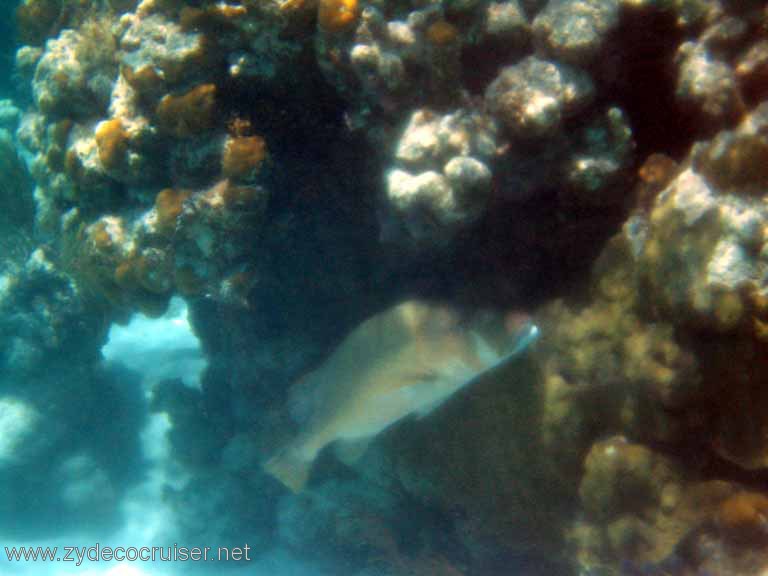 276: Sailing Yacht Arabella - British Virgin Islands - Snorkeling at Loblolly Bay