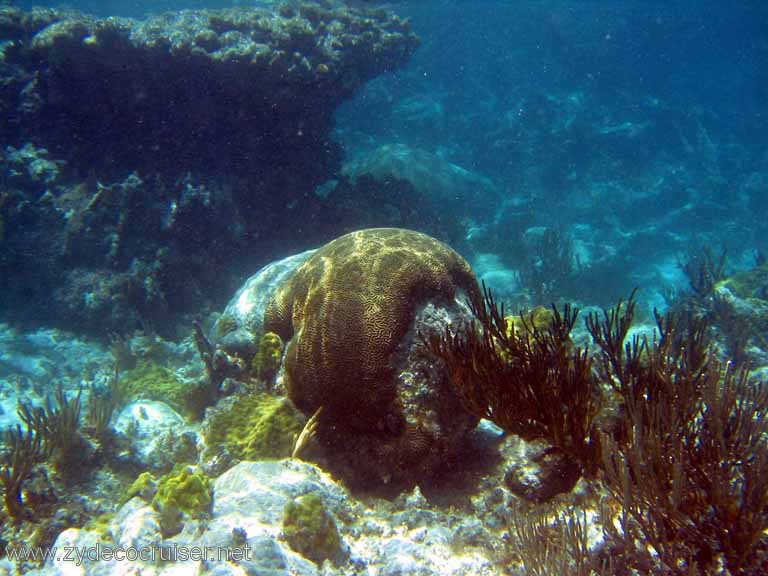 296: Sailing Yacht Arabella - British Virgin Islands - Snorkeling at Loblolly Bay