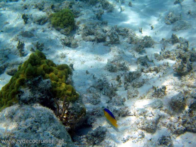 304: Sailing Yacht Arabella - British Virgin Islands - Snorkeling at Loblolly Bay