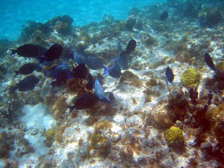 309: Sailing Yacht Arabella - British Virgin Islands - Snorkeling at Loblolly Bay