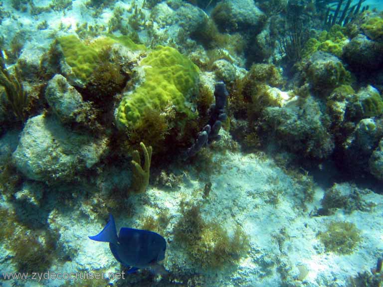 311: Sailing Yacht Arabella - British Virgin Islands - Snorkeling at Loblolly Bay