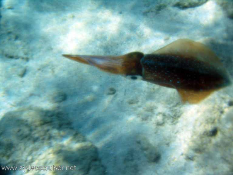 435: Sailing Yacht Arabella - British Virgin Islands - Cooper Island - Cistern Rock Snorkeling - Caribbean Reef Squid