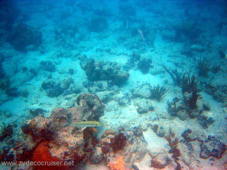 492: Sailing Yacht Arabella - British Virgin Islands - Jost Van Dyke Snorkeling - 