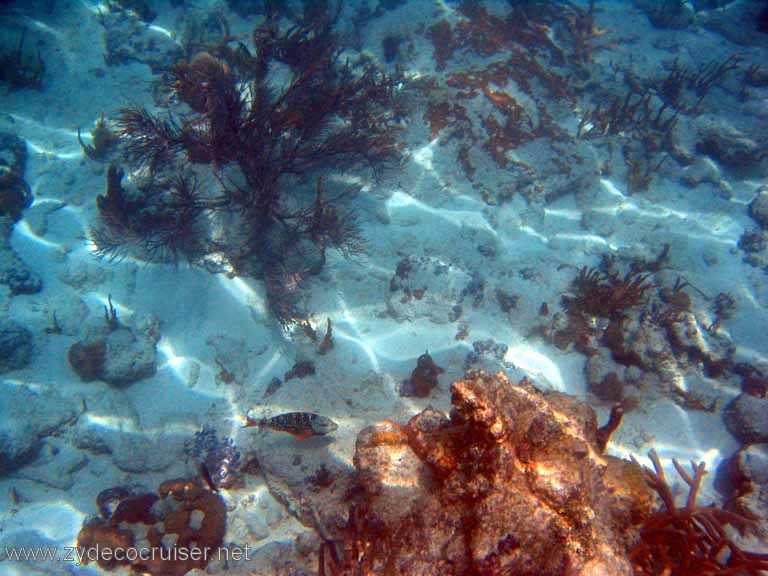 494: Sailing Yacht Arabella - British Virgin Islands - Jost Van Dyke Snorkeling - 