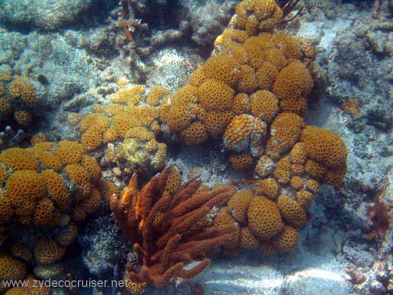 495: Sailing Yacht Arabella - British Virgin Islands - Jost Van Dyke Snorkeling - 