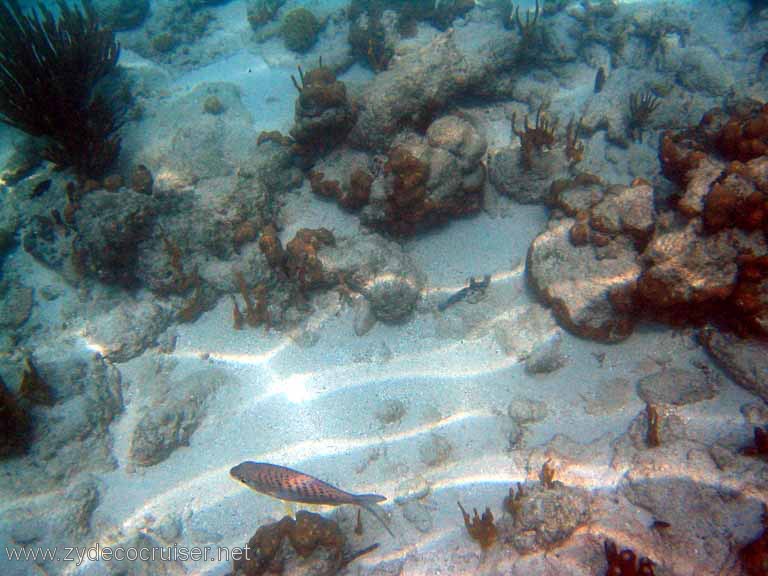 499: Sailing Yacht Arabella - British Virgin Islands - Jost Van Dyke Snorkeling - 