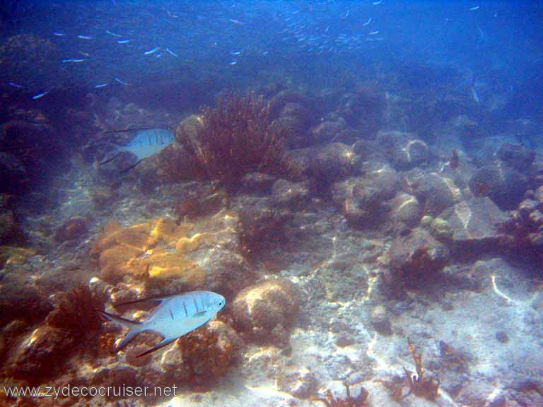 504: Sailing Yacht Arabella - British Virgin Islands - Jost Van Dyke Snorkeling - 