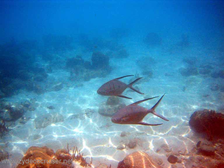 506: Sailing Yacht Arabella - British Virgin Islands - Jost Van Dyke Snorkeling - 