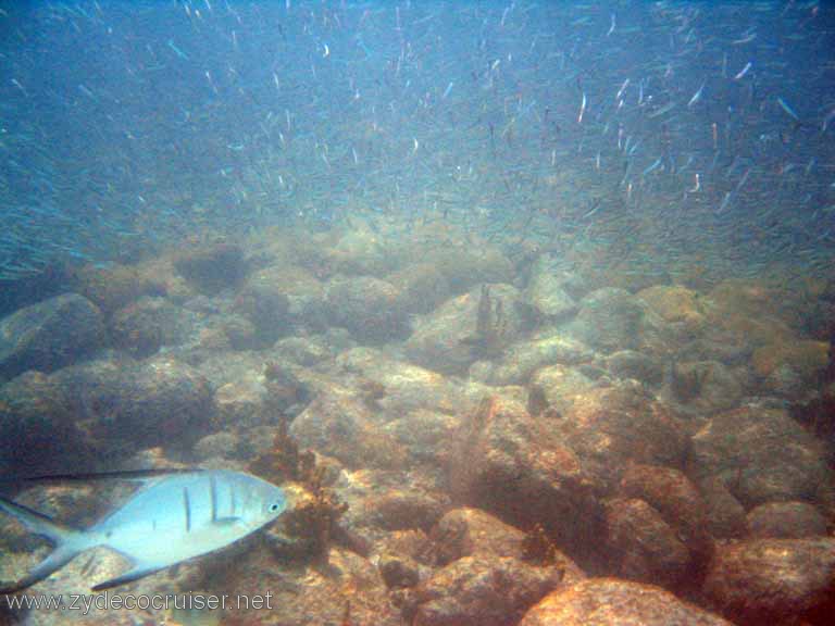 512: Sailing Yacht Arabella - British Virgin Islands - Jost Van Dyke Snorkeling - 