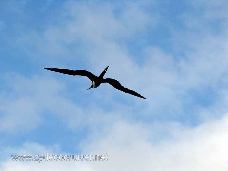 107: Carnival Freedom, Grand Cayman, 