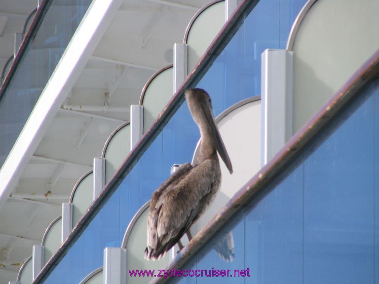 Pelican Stowaway!