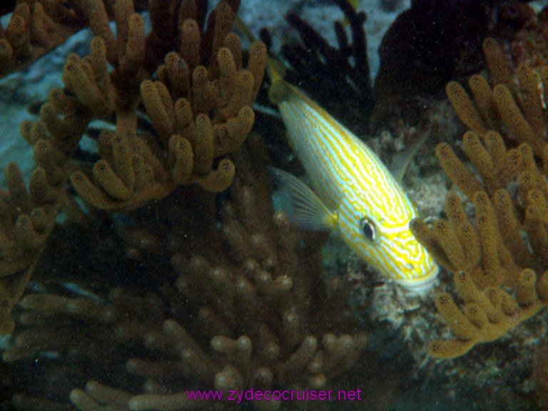 Snorkeling, Costa Maya, Mexico