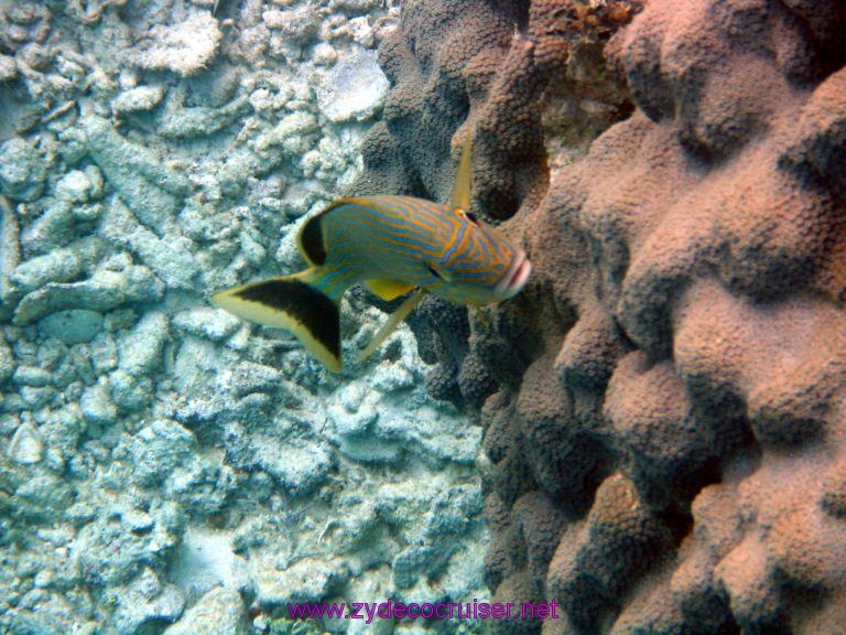 Snorkeling, Costa Maya, Mexico