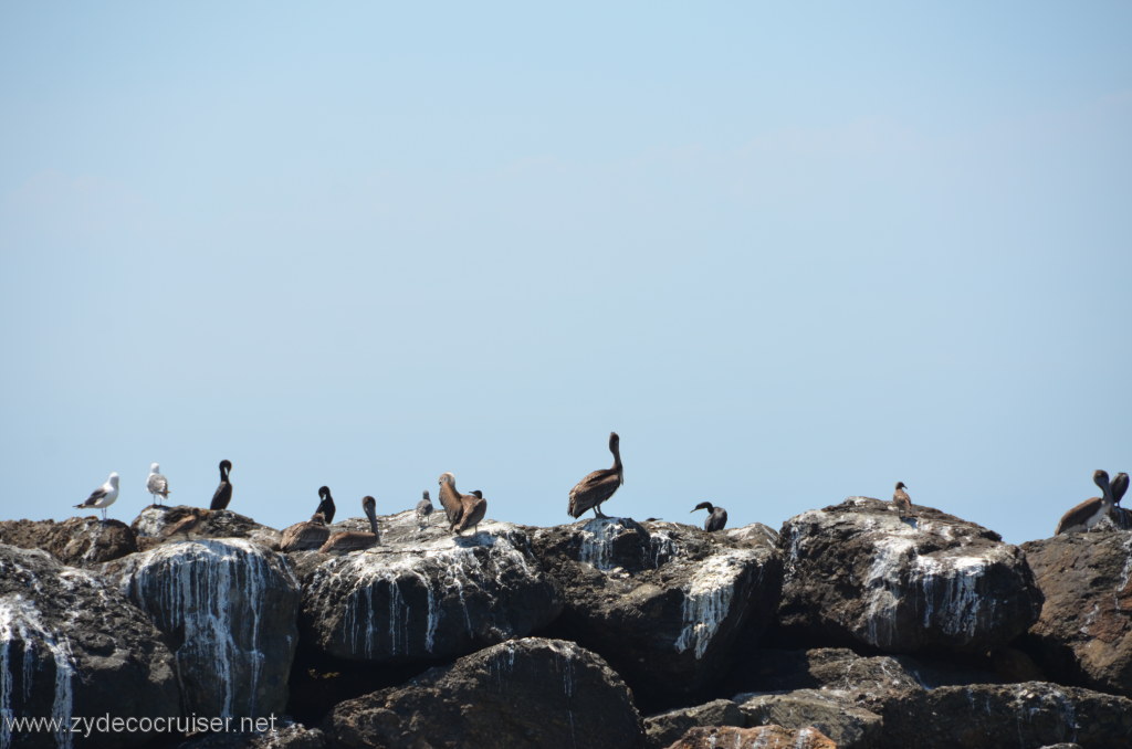 031: Island Packers, Island Wildlife Cruise, 