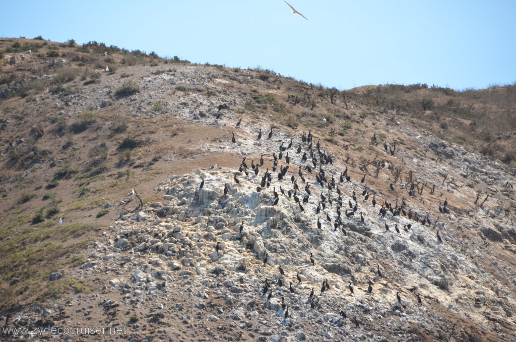 071: Island Packers, Island Wildlife Cruise, Anacapa Island, 