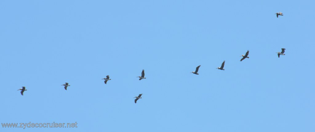 092: Island Packers, Island Wildlife Cruise, Anacapa Island, Pelicans