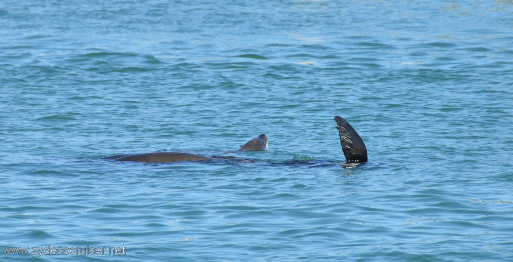 180: Island Packers, Island Wildlife Cruise, Ventura, Seal lions