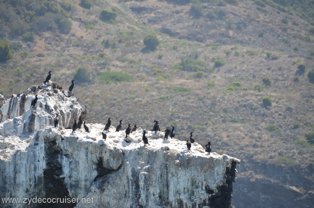 300: Island Packers, Ventura, CA, Whale Watching, 