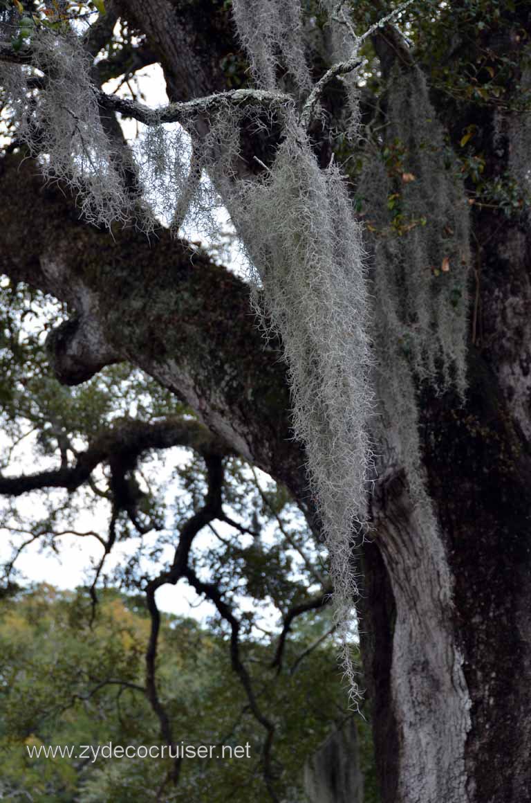 249: Christmas, 2010, New Orleans, LA, Audubon Zoo, Spanish moss