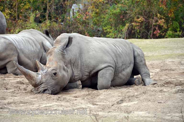 262: Christmas, 2010, New Orleans, LA, Audubon Zoo, rhinoceros