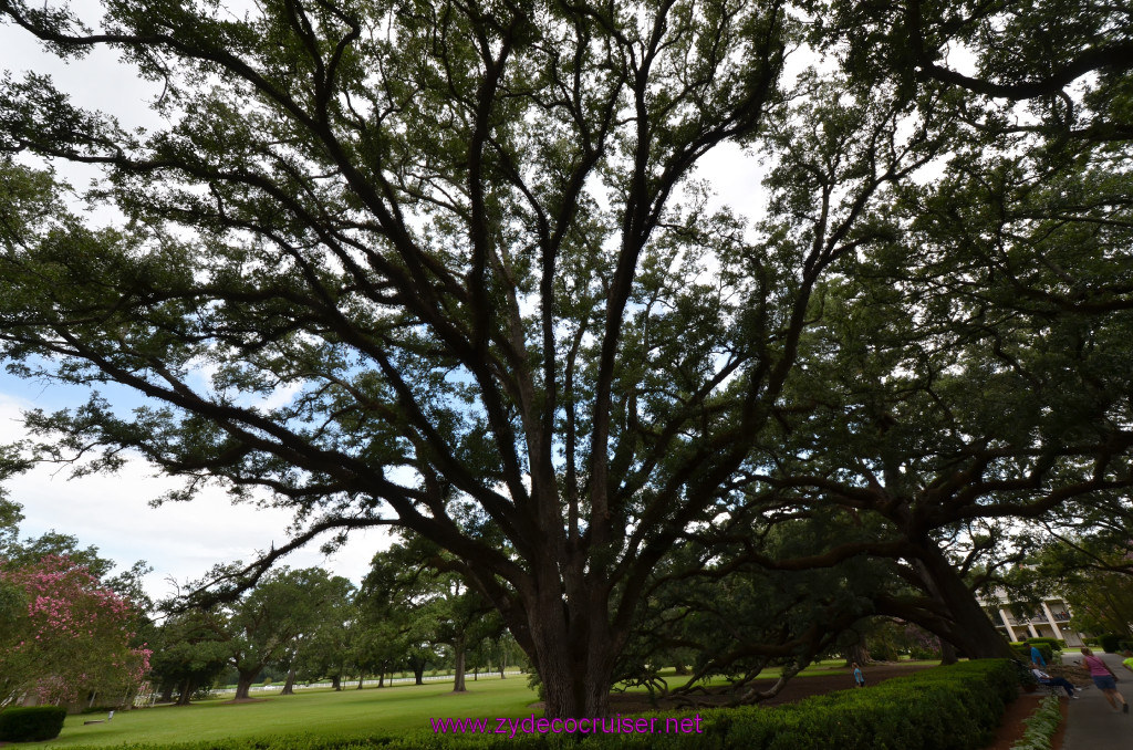 020: Oak Alley Plantation, 