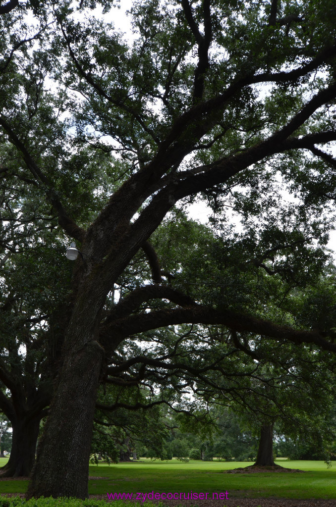 022: Oak Alley Plantation, 