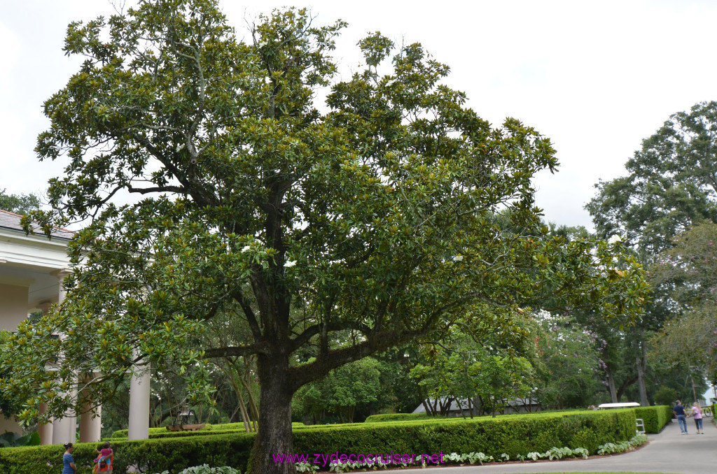 031: Oak Alley Plantation, 