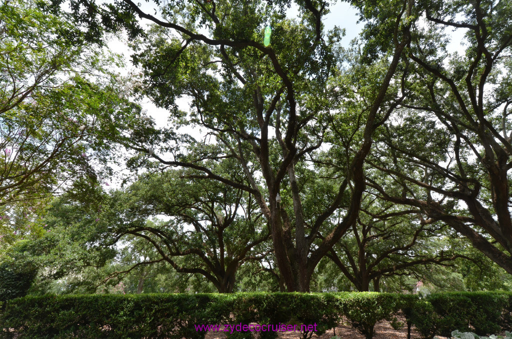 228: Oak Alley Plantation, 