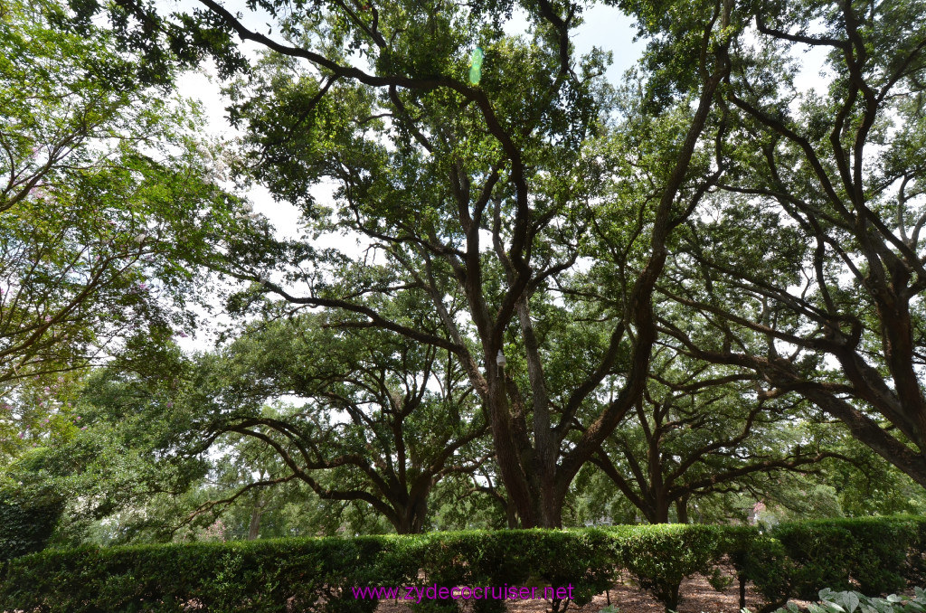 229: Oak Alley Plantation, 