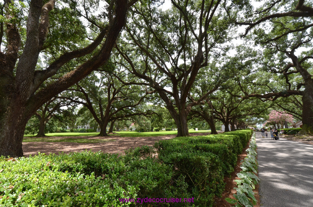 230: Oak Alley Plantation, 