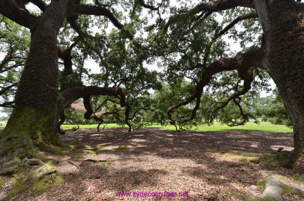 231: Oak Alley Plantation, 