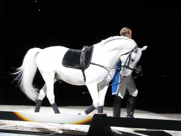 040: Lipizzaner Stallions, Mar 15, 2009