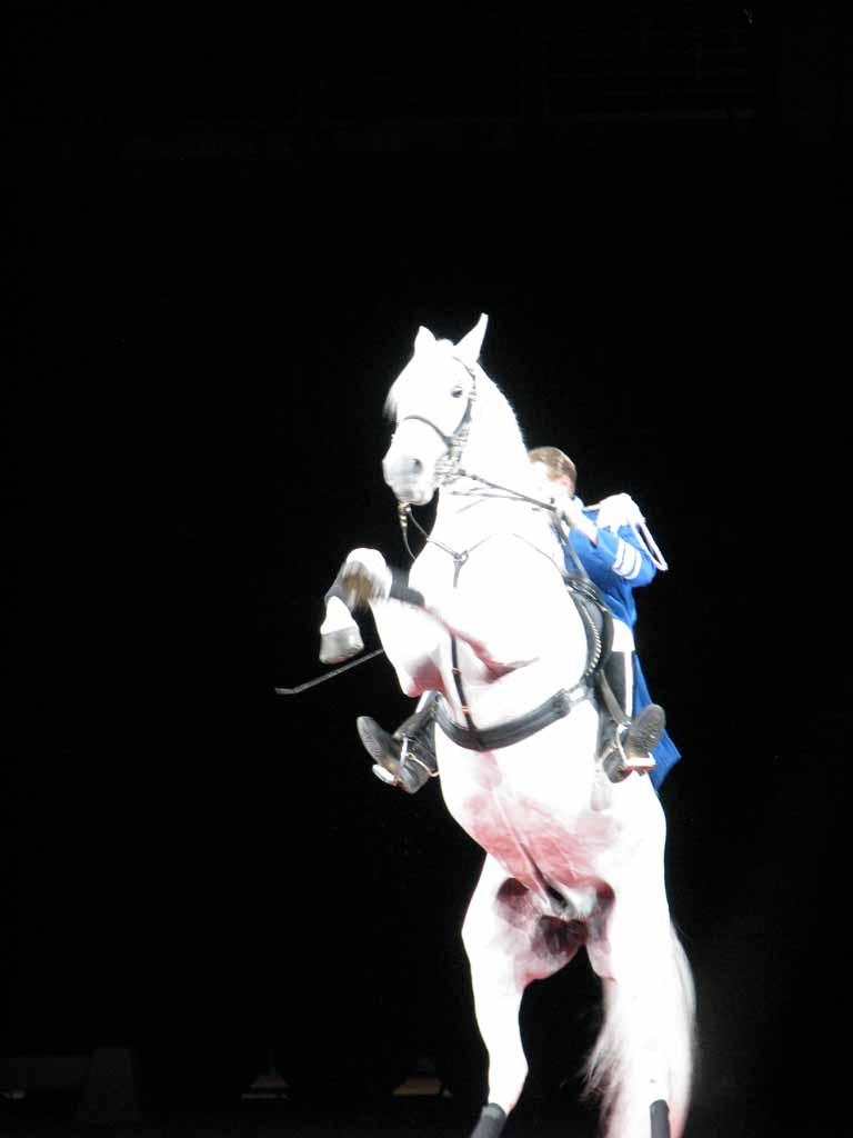 068: Lipizzaner Stallions, Mar 15, 2009