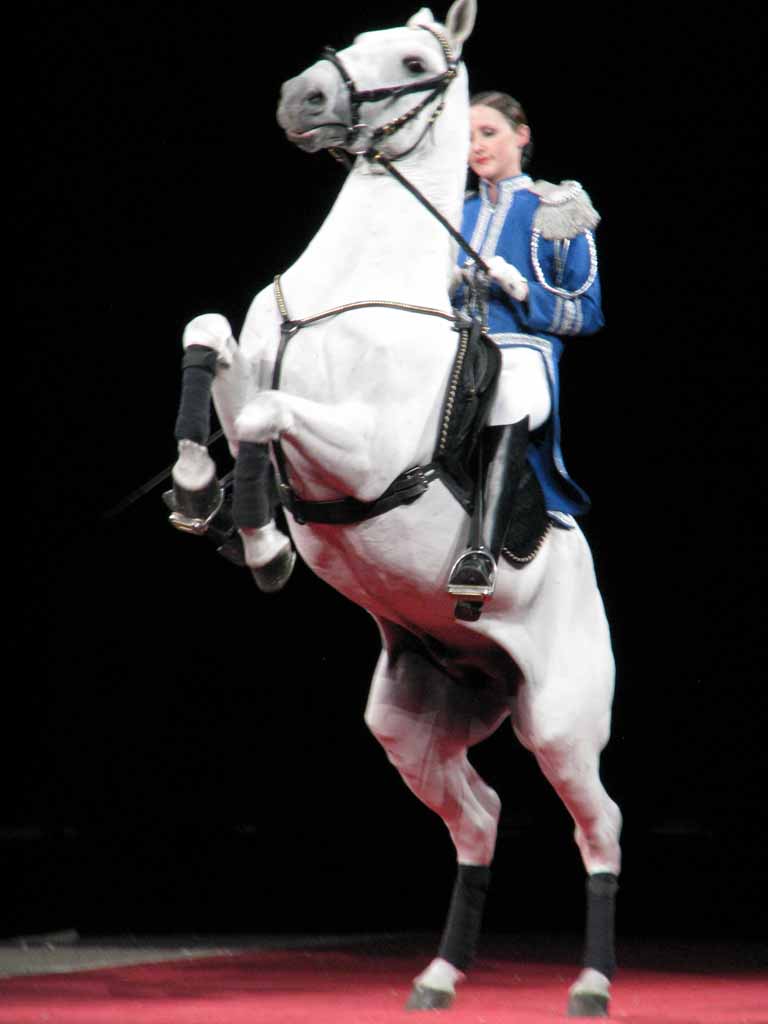 072: Lipizzaner Stallions, Mar 15, 2009