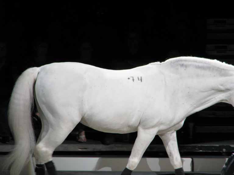 105: Lipizzaner Stallions, Mar 15, 2009