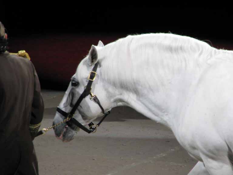 111: Lipizzaner Stallions, Mar 15, 2009