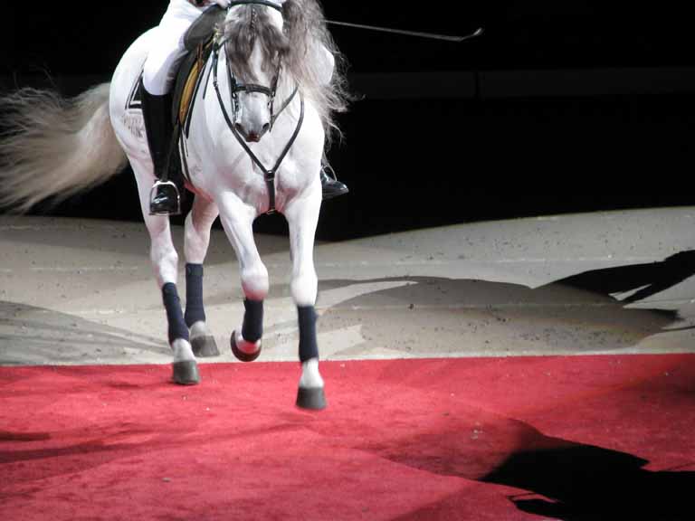 115: Lipizzaner Stallions, Mar 15, 2009