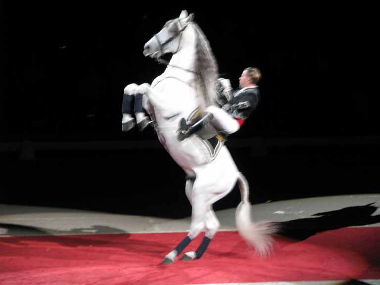 136: Lipizzaner Stallions, Mar 15, 2009