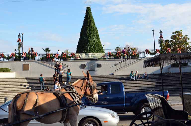 100: New Orleans, LA, November, 2010, French Quarter, Quarter Horse