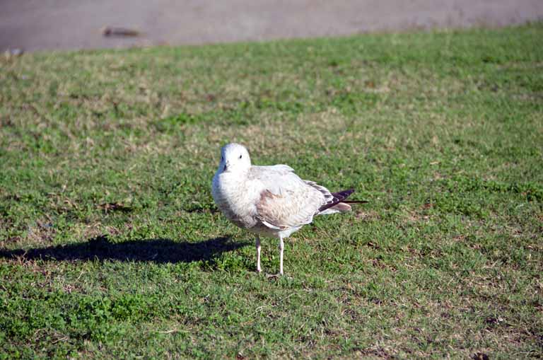 206: Kenner, LA, November, 2010, near Treasure Chest casino